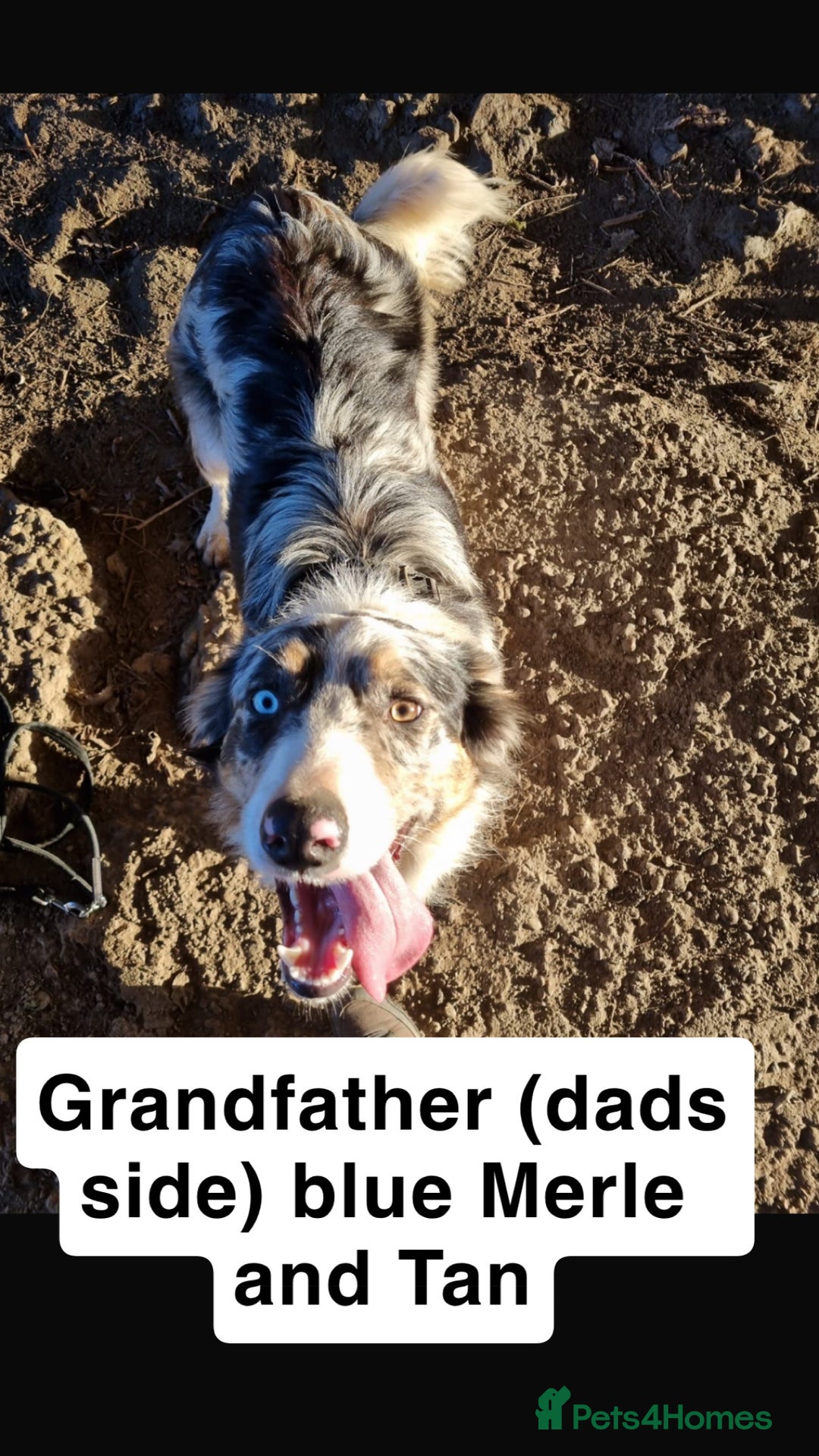 Border Collie dogs for sale: Border collie puppies for active homes  - Advert 34