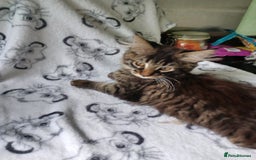 Maine Coon cats for sale: Beautiful Tabby Girl  - Image 2