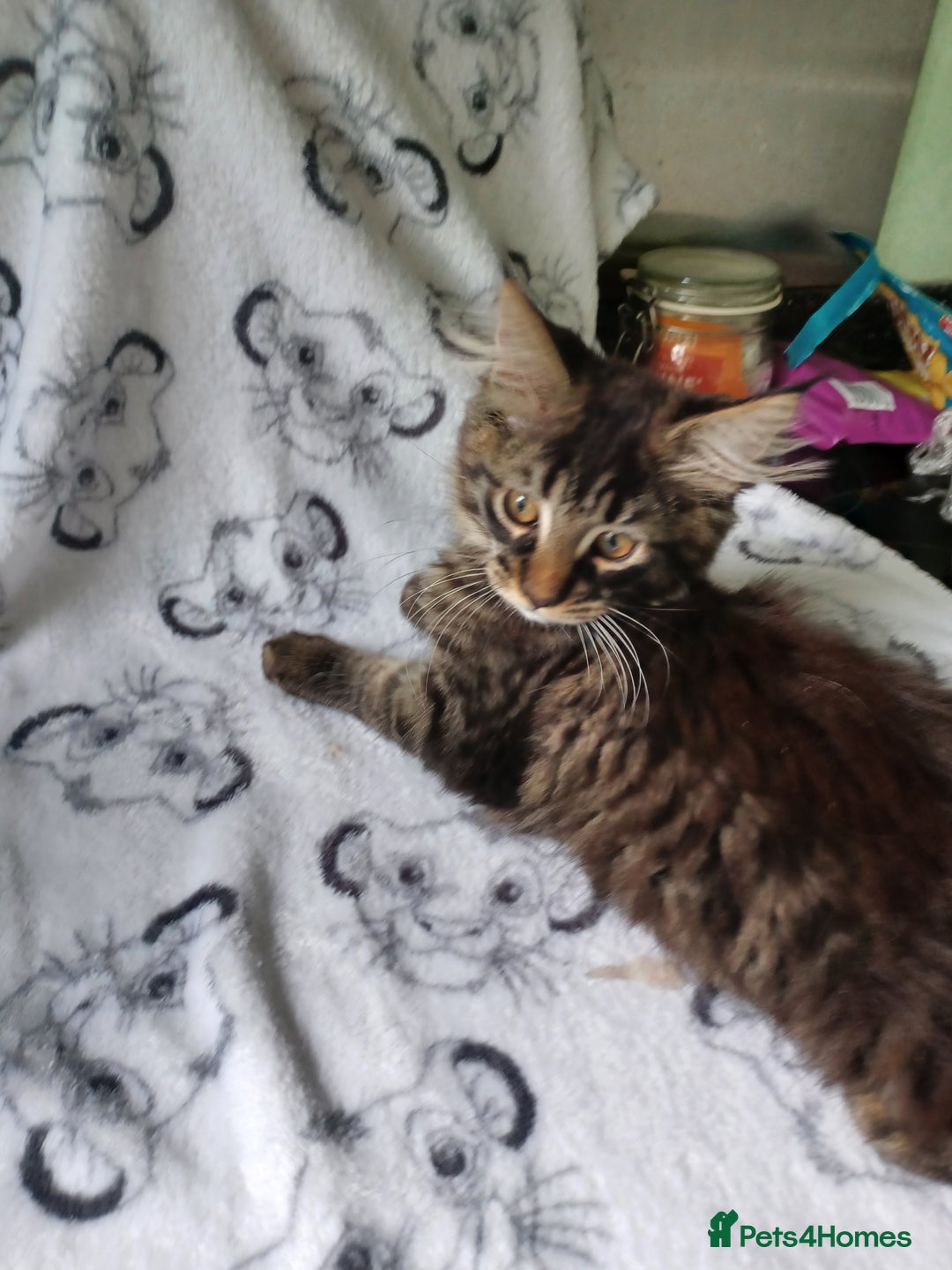 Maine Coon cats for sale: Beautiful Tabby Girl  - Image 2