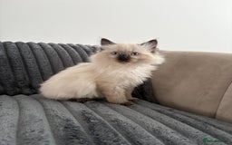 Ragdoll cats for sale: 2 Ragdoll Kittens left 🐾🤍 READY TO LEAVE NOW! - Image 3