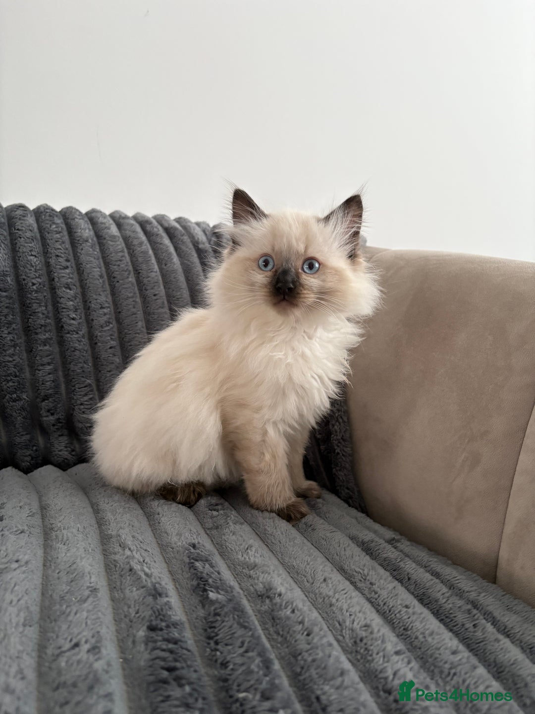 Ragdoll cats for sale: 2 Ragdoll Kittens left 🐾🤍 READY TO LEAVE NOW! - Image 3