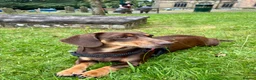Dachshund dogs for sale: 3 beautiful red dachshund boys - Advert 9