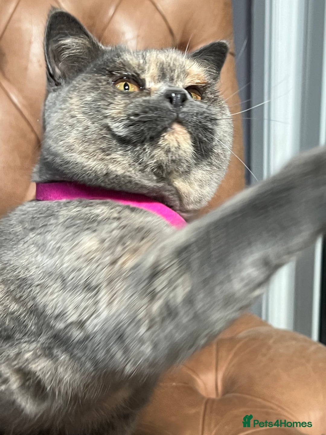 British Shorthair cats for sale: British Shorthair & British Longhair Kittens  - Image 2