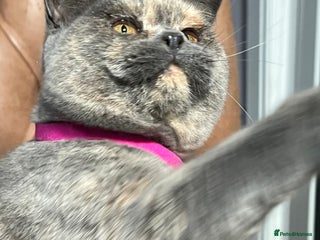 British Shorthair cats British Shorthair & British Longhair Kittens - Advert 14