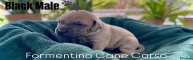 Cane Corso Puppy 2