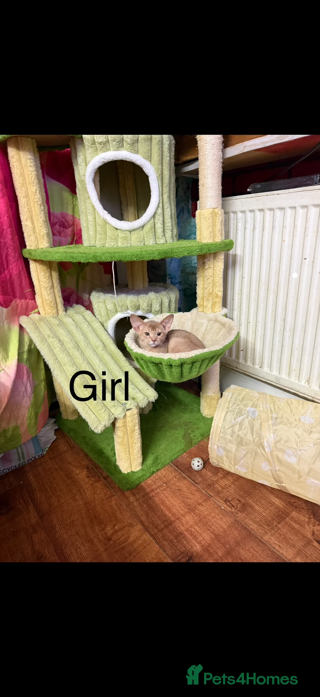 Abyssinian cats for sale: Ready for a new home - Advert 26