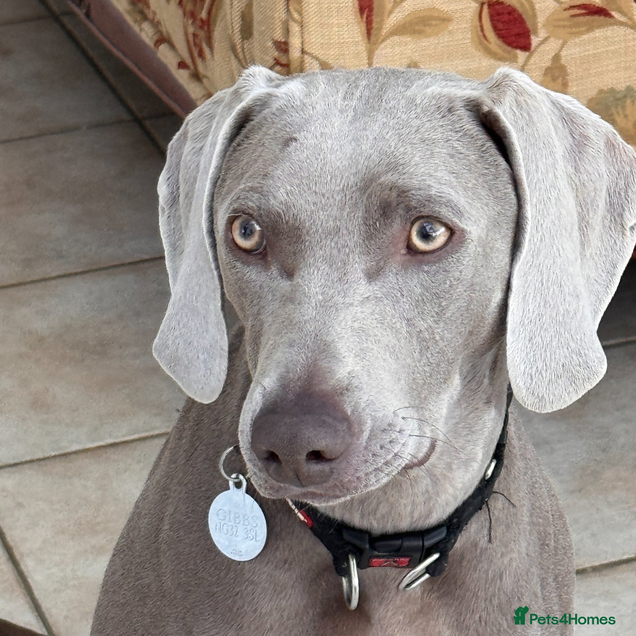 Weimaraner dogs for adoption: Beautiful petite Weimaraner bitch (spayed) - Advert 1