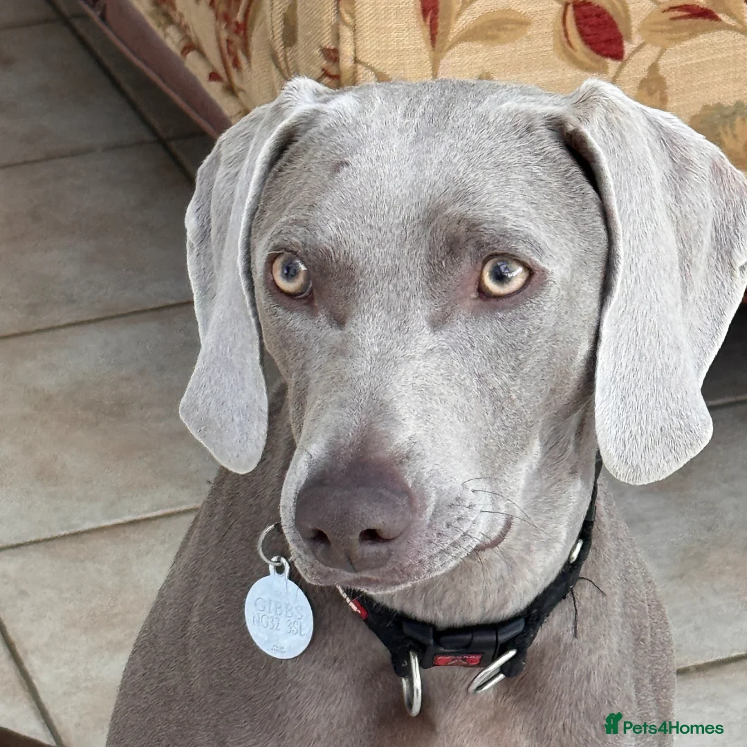 Weimaraner dogs for adoption: Beautiful petite Weimaraner bitch (spayed) in Grantham - Advert 1