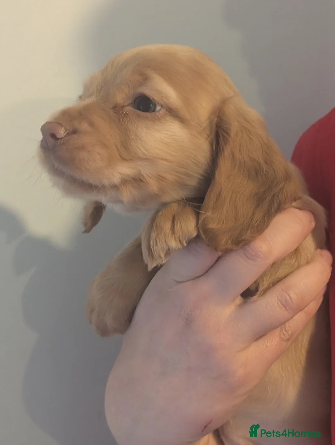 Cocker Spaniel dogs for sale: Pups from Health Tested Champion Trialling lines. - Advert 5