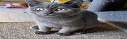 British Shorthair cats for sale: British Shorthair Kittens Ready To Go - Advert 5