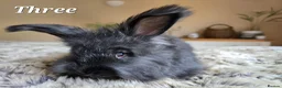 Angora rabbits for sale: Quality Angora Rabbits  - Advert 6