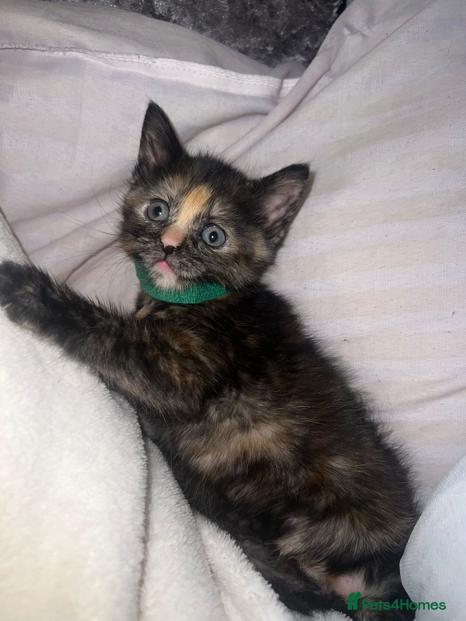 Mixed Breed cats LAST GIRL KITTEN LEFT!! - Advert 20