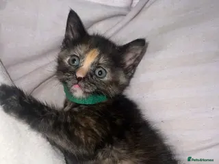 Mixed Breed cats LAST GIRL KITTEN LEFT!! - Advert 20