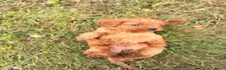 Cavapoo dogs for sale: Beautiful Cavapoo Litter of five for sale.  - Advert 5
