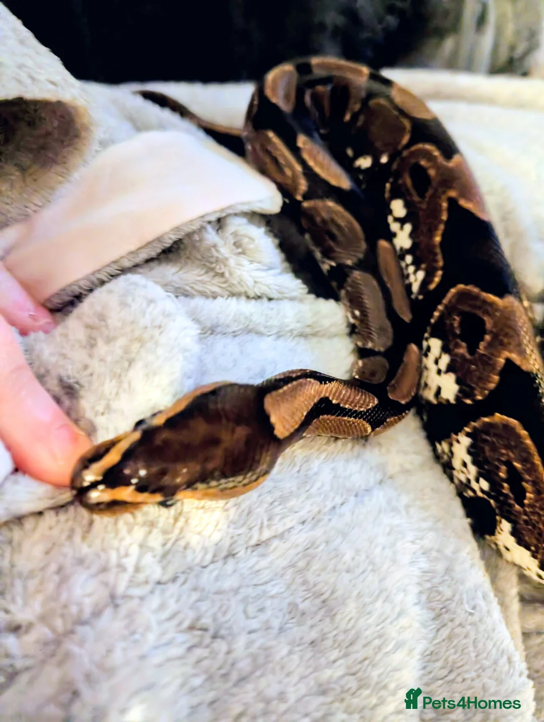 Python Snake reptiles for sale: Female Calico Royal Python  - Advert 4