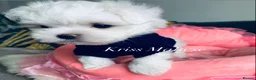 Maltese dogs for sale: ✨Outstanding kc registered Korean Maltese puppies✨ - Advert 16