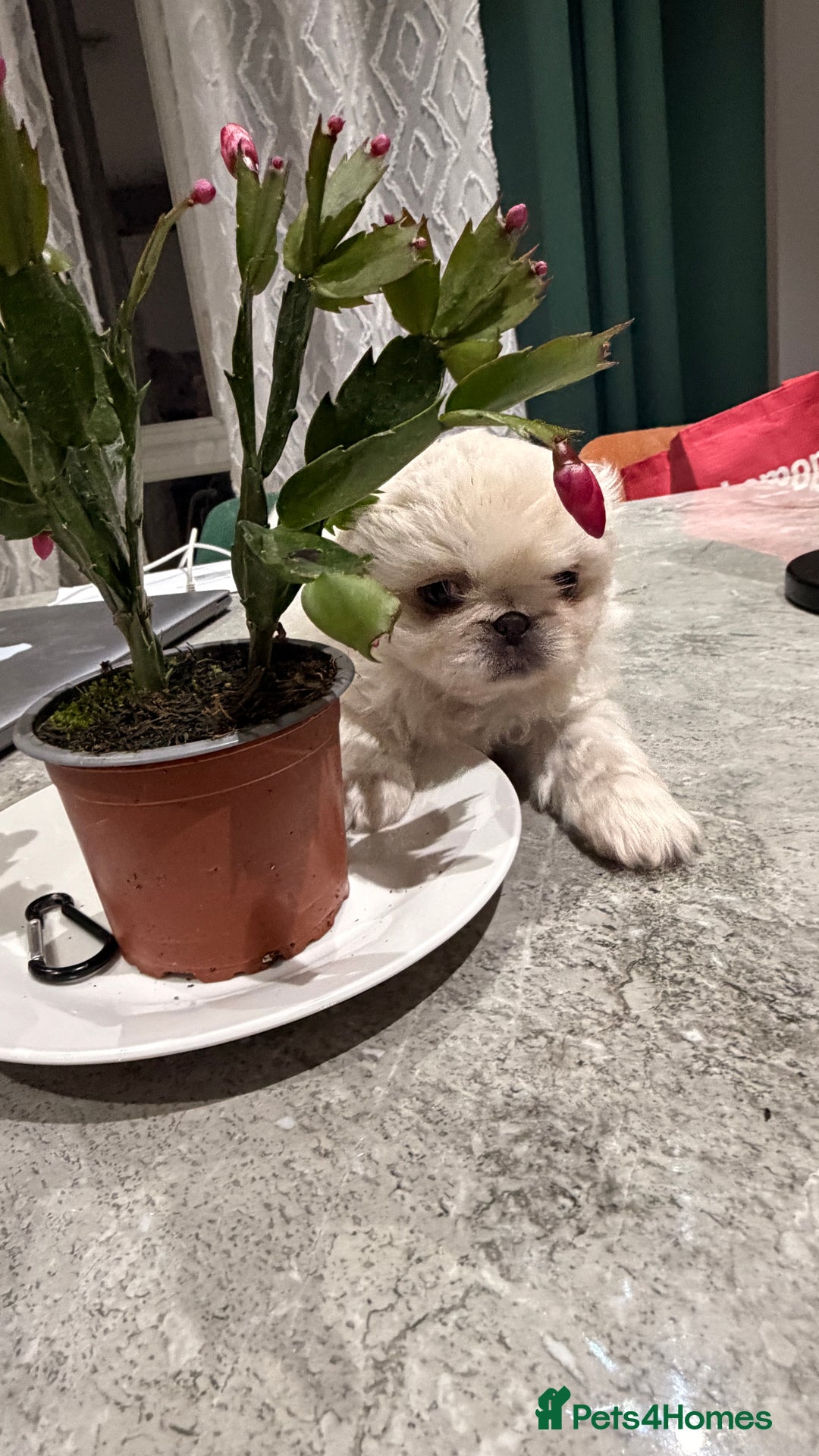 Pekingese dogs for sale: Pekingese  - Advert 10