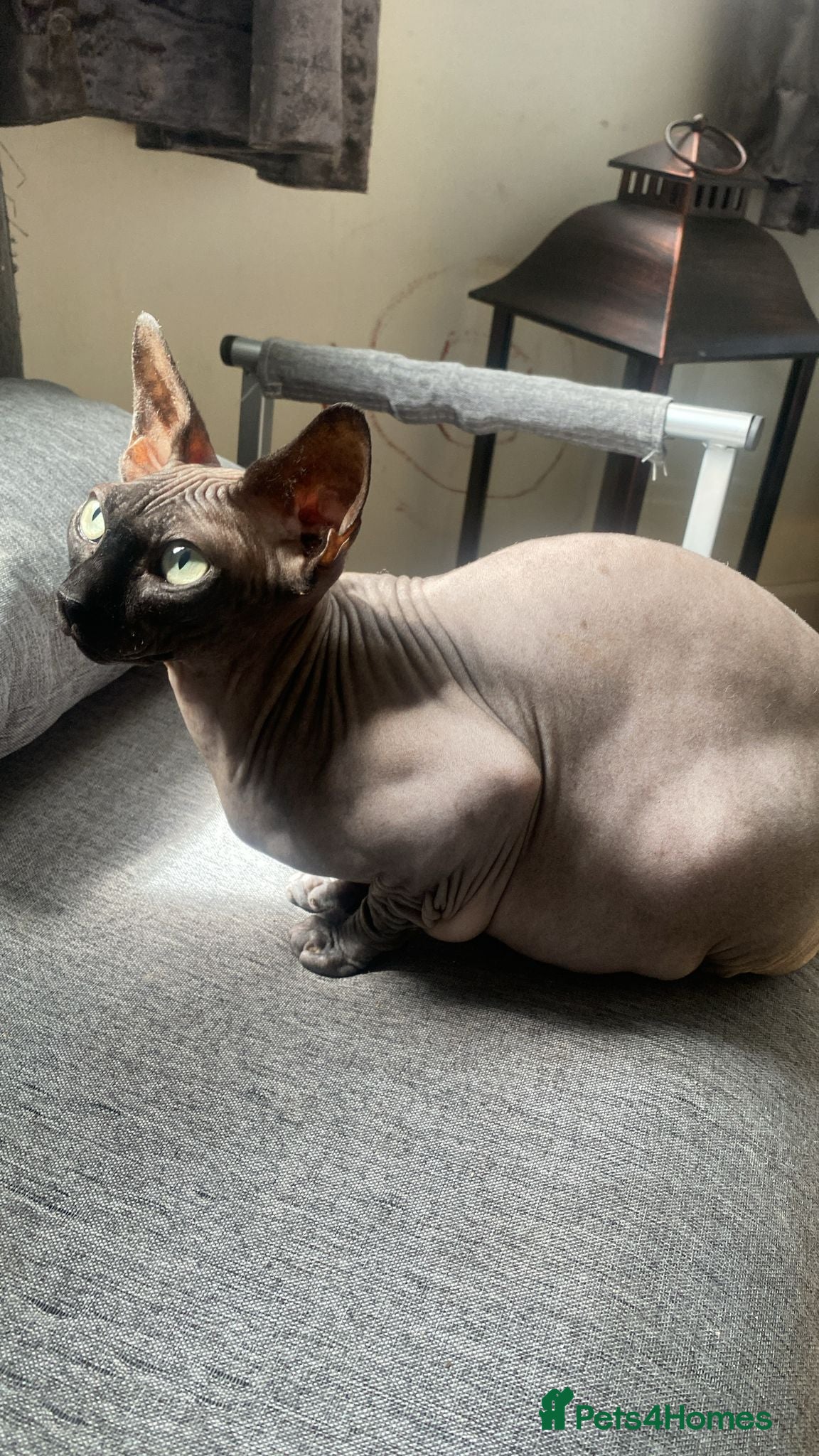 Sphynx cats 2 sphynx males - Advert 3