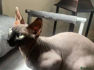 Sphynx cats 2 sphynx males - Advert 3