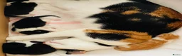 Mixed Breed cats for sale: Four mixed breed kittens in Bedford - Advert 1