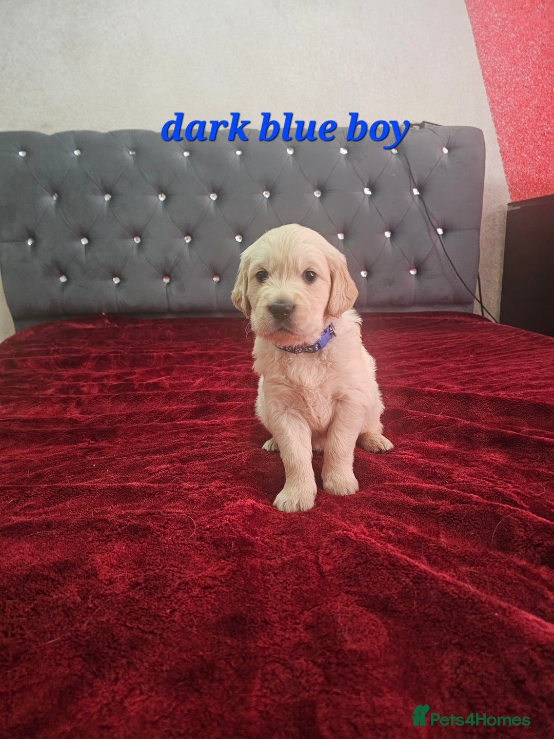Golden Retriever dogs for sale: Ready go home Golden Retriever puppies ❤️  - Image 2