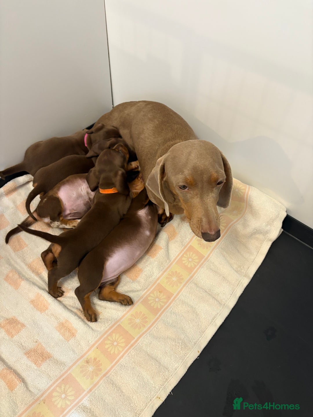 Miniature Dachshund dogs for sale: 🤩 3 Kc mini dachshund 🤩 - Advert 6