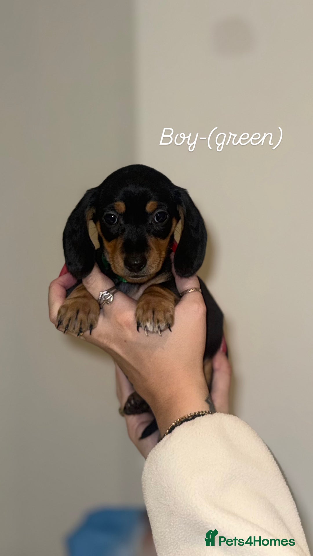 Miniature Dachshund dogs for sale: Miniature dachshunds  - Advert 15