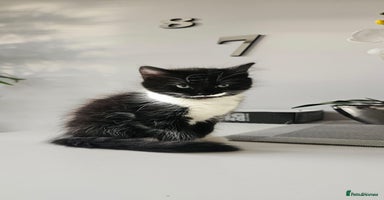 Mixed Breed cats - Advert 5