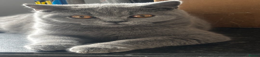 British Shorthair Kitten 2