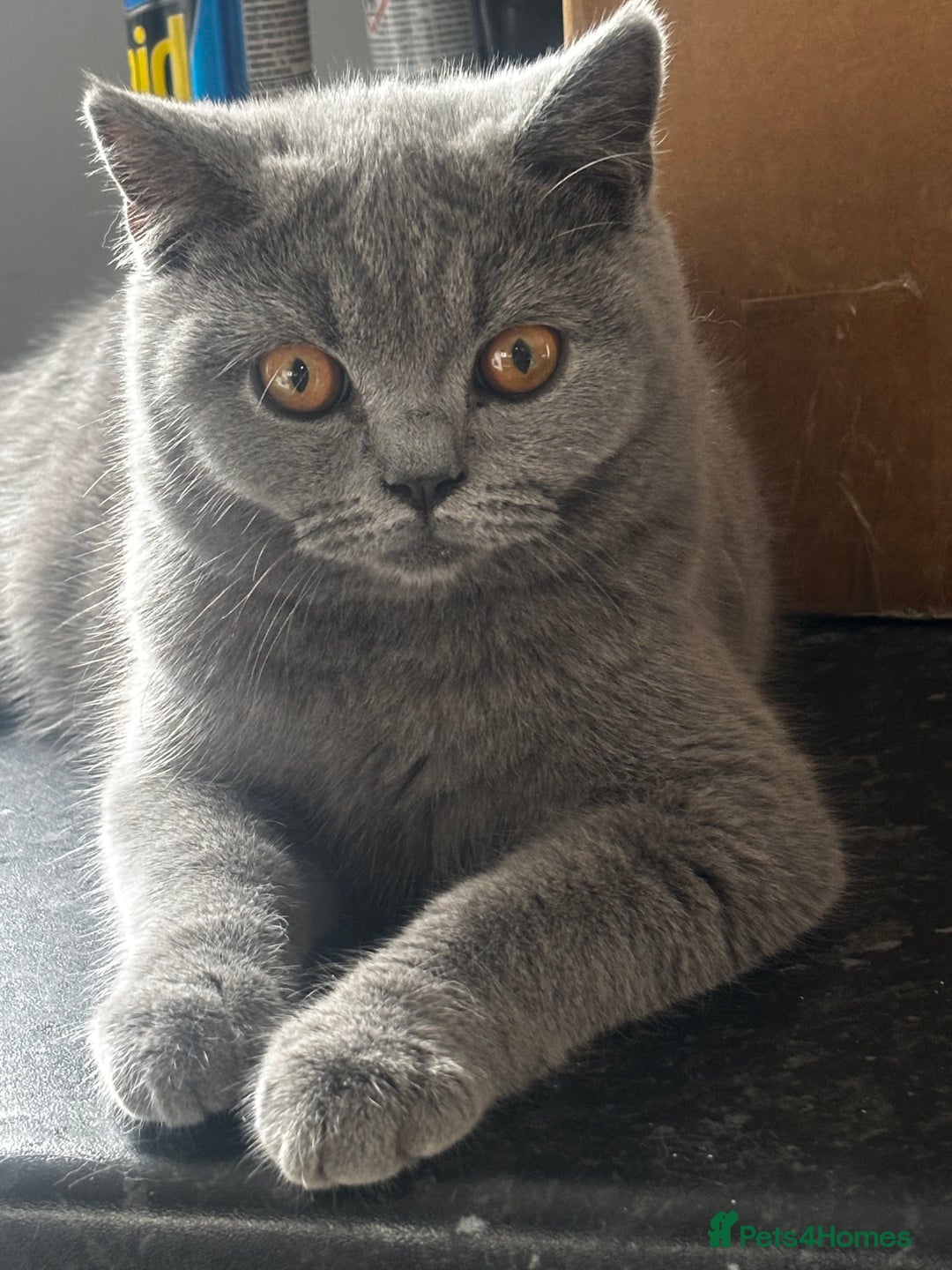 British Shorthair cats for sale: 2 stunning kittens  - Image 1