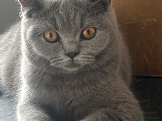 British Shorthair cats for sale - Advert 1