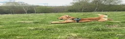 Golden Retriever dogs for stud: Beau - Stunning Golden Retriever for Stud Glasgow in Glenboig - Advert 5