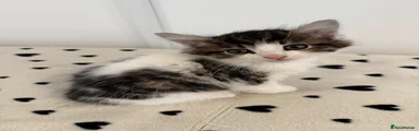 Kitten 3 - BOY