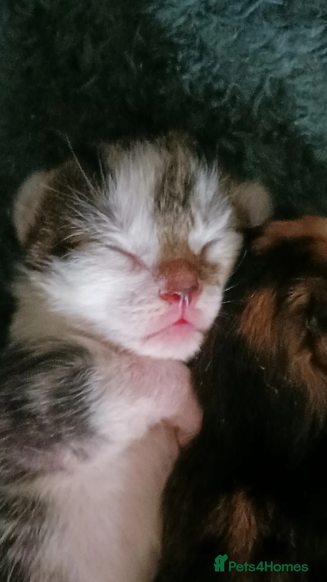 Mixed Breed cats for sale: Litter of kittens in Canterbury - Advert 8