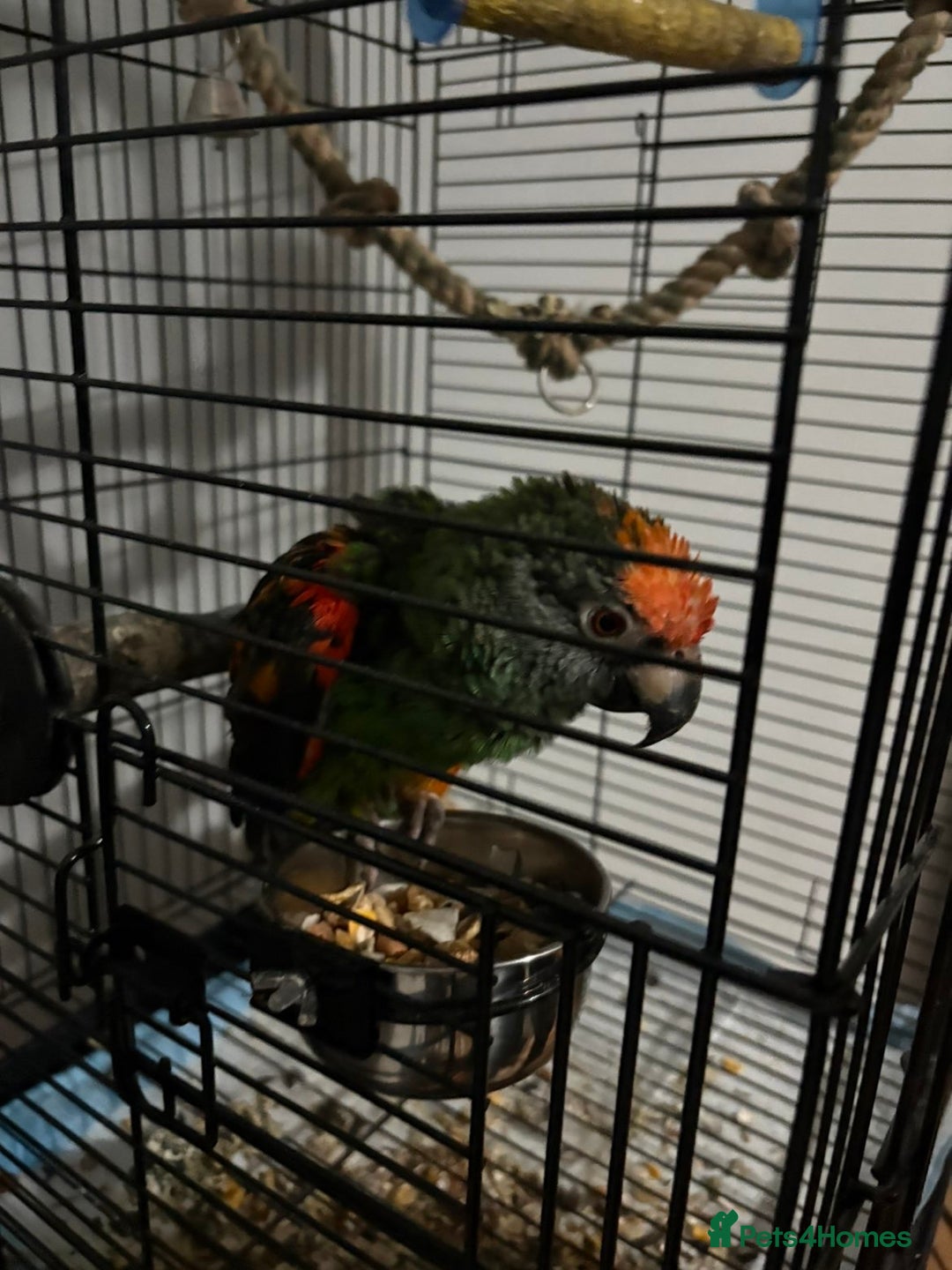 Parrots birds for sale: Jardine parrot - Advert 2