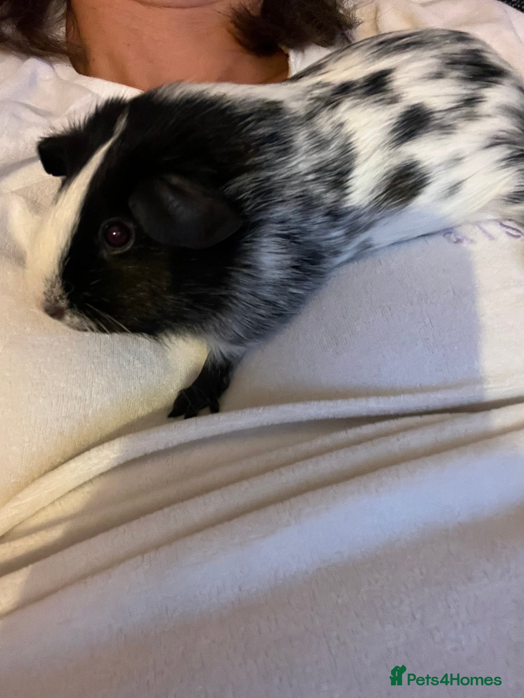Guinea Pig rodents for sale: 2 female guinea pigs + complete set up! - Advert 2