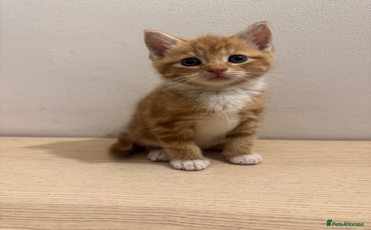 Mixed Breed cats - Advert 8