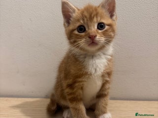 Mixed Breed cats - Advert 7