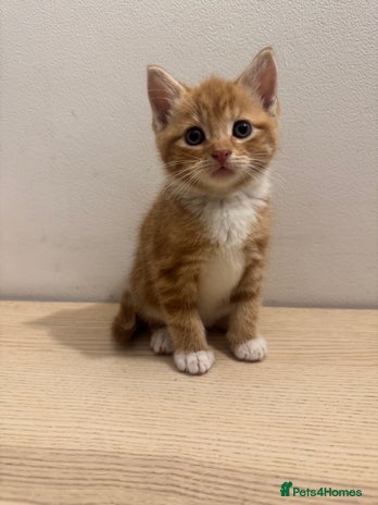 Mixed Breed cats - Advert 8