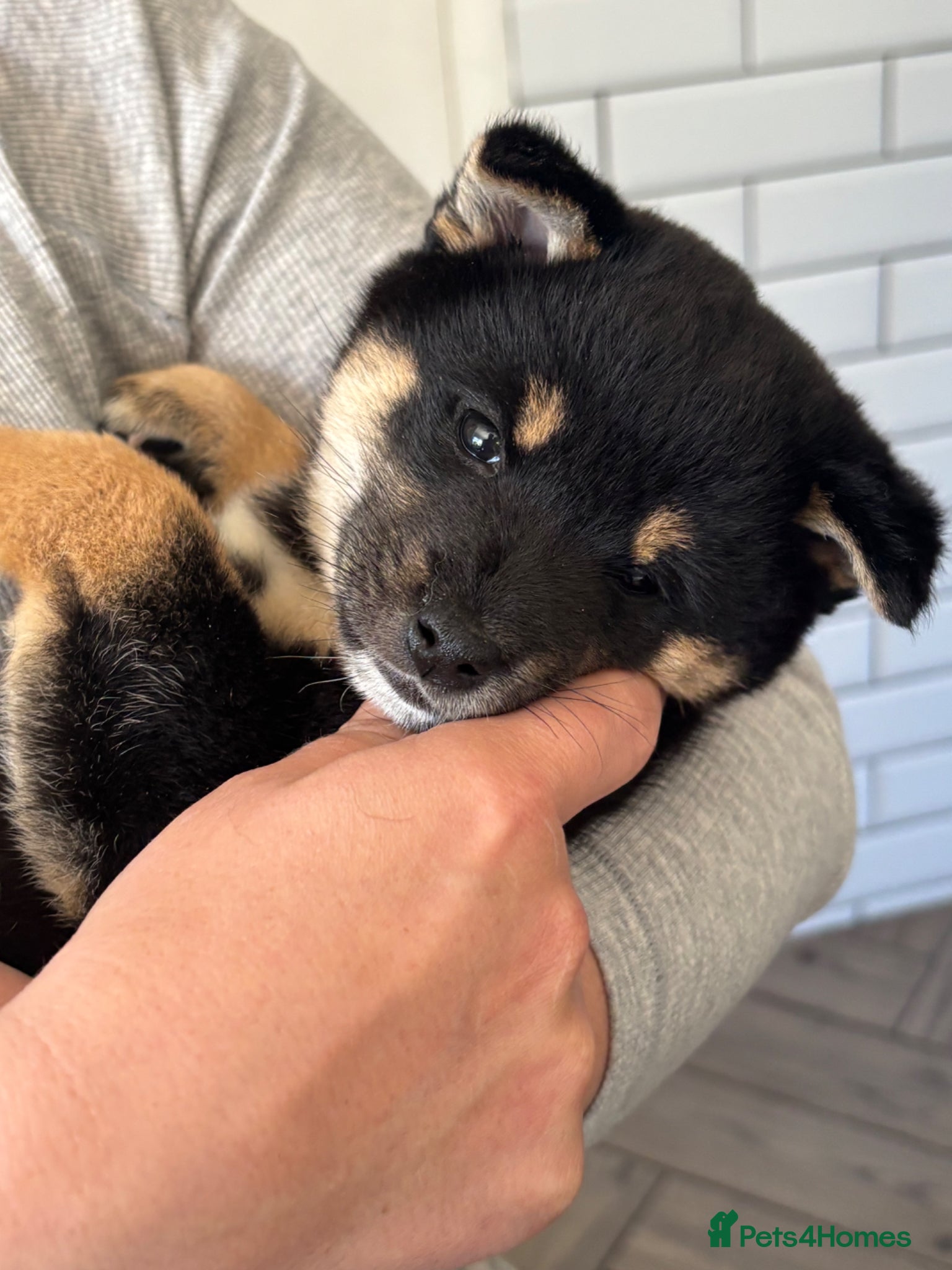 Japanese Shiba Inu dogs KC registered champion line Shiba Inu puppies  - Advert 7