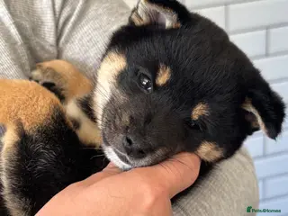 Japanese Shiba Inu dogs KC registered champion line Shiba Inu puppies - Advert 7