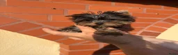 Yorkshire Terrier dogs for sale: Beautiful KC Registered Yorkshire Terrier Males - Advert 10