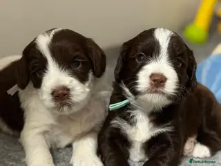 Mixed Breed dogs Miniature Mega Coat Schnockerpoo - Advert 5