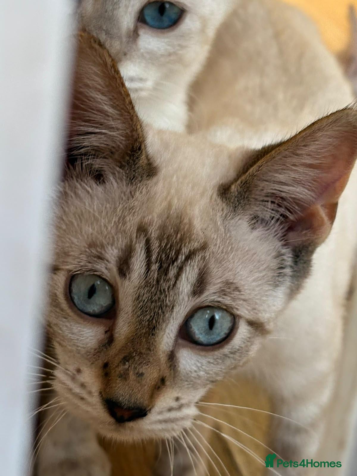 Mixed Breed cats Bengal x Savannah boy Ready - Advert 2