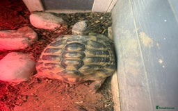 Hermann Tortoise reptiles for sale: Charlie  - Advert 1