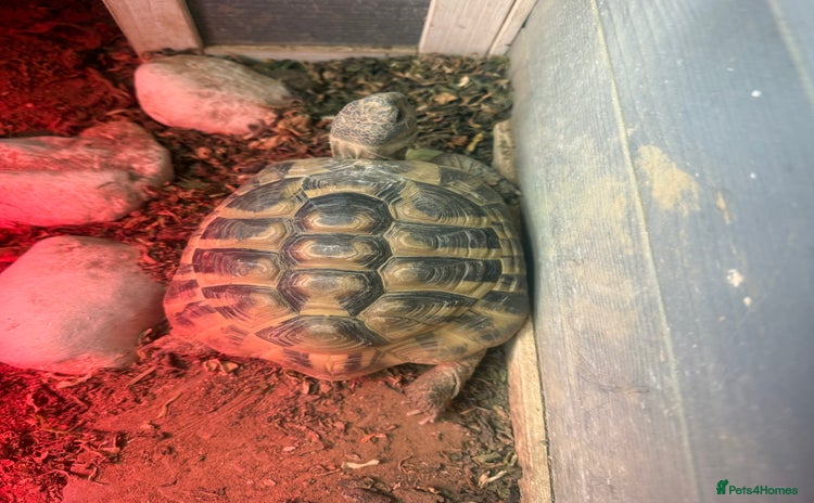 Hermann Tortoise reptiles Charlie  - Advert 1