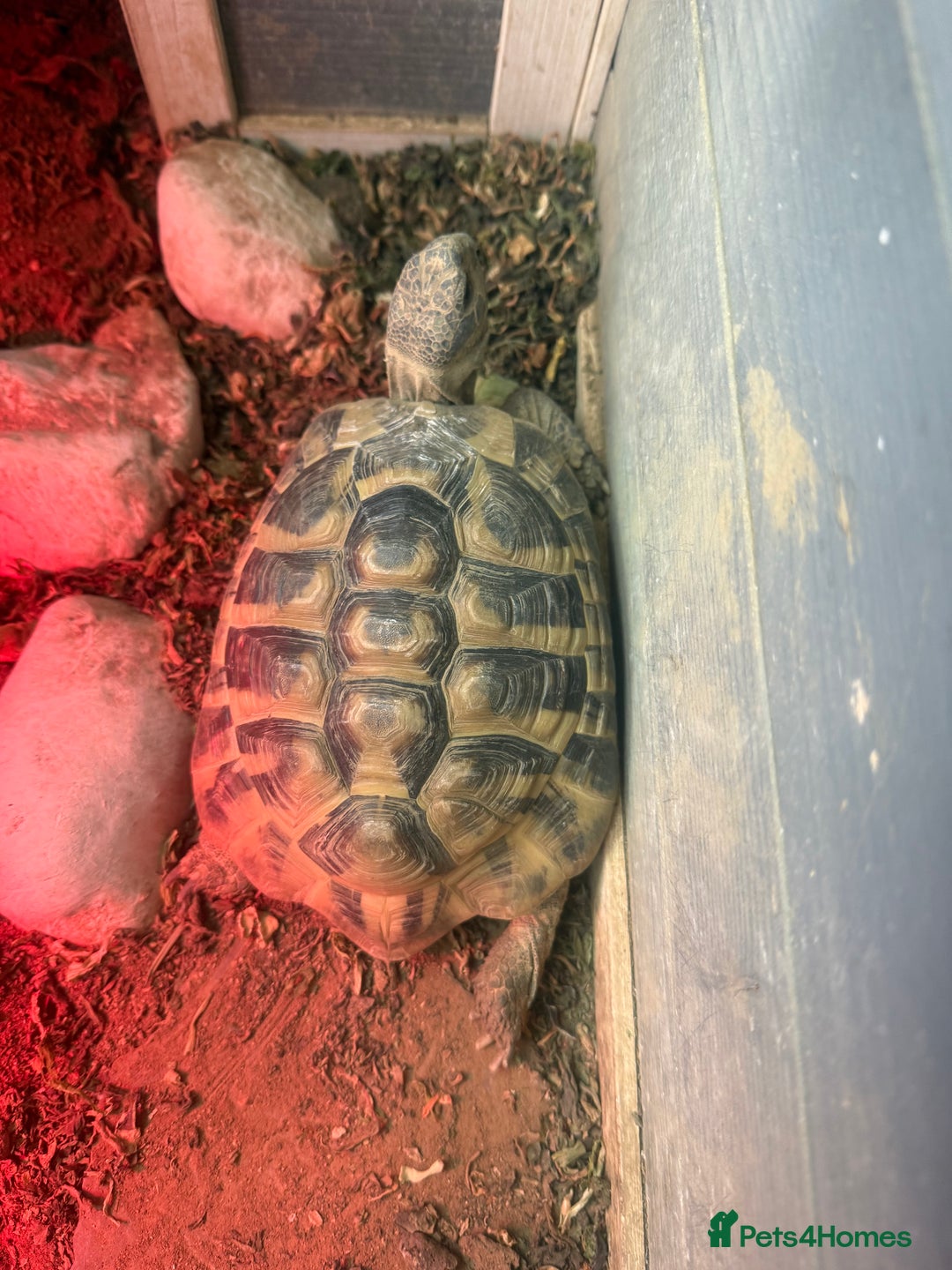Hermann Tortoise reptiles for sale: Charlie  - Advert 1
