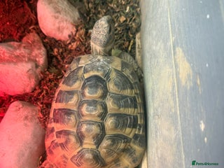 Hermann Tortoise reptiles Charlie - Advert 1