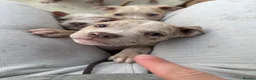 American Bully dogs for sale: Pocket bully puppies  - Advert 33