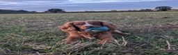 Cocker Spaniel dogs for stud: Cocker spaniel for stud duties  - Advert 2